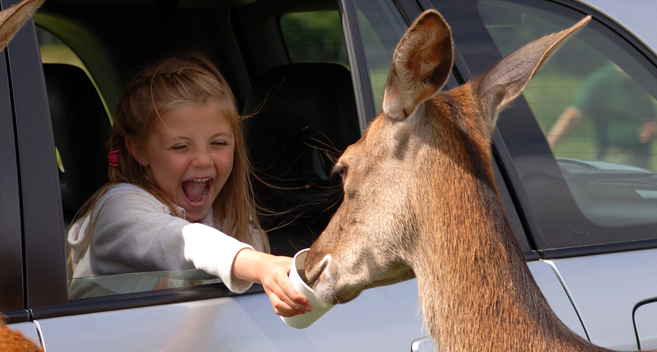 young girl feeding deer through car window