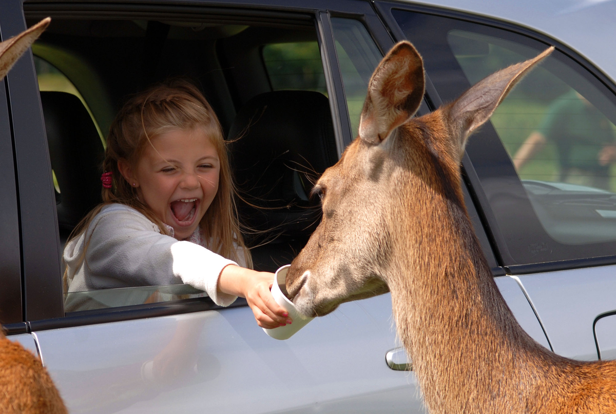 Child feeding deer