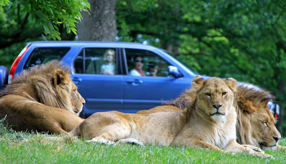 car driving past lions