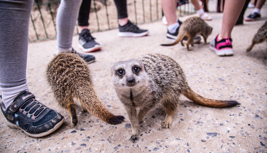 meerkats running amongst people's feet