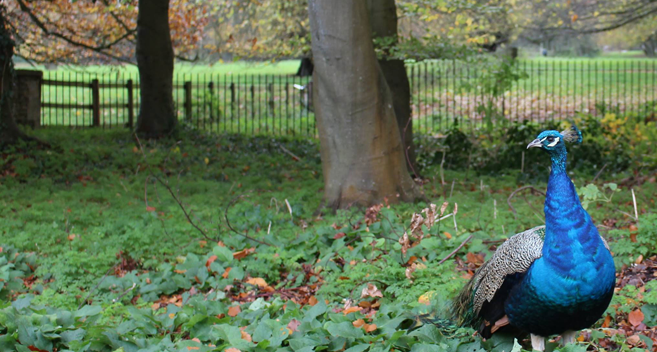 peacock at corsham court