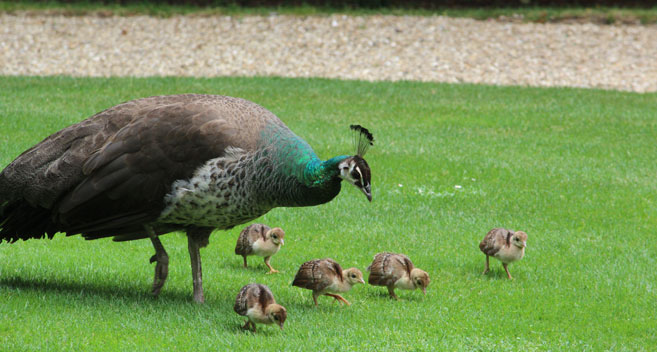 Peahen