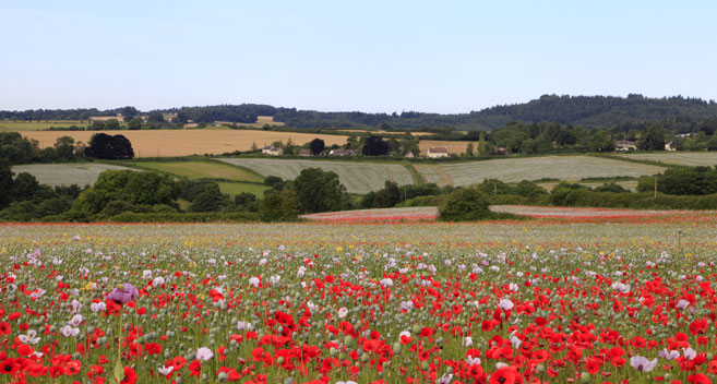 Poppies in Tisbury