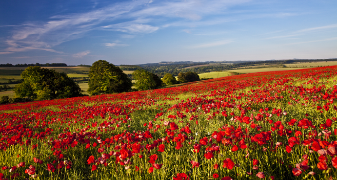 Wiltshire landscape