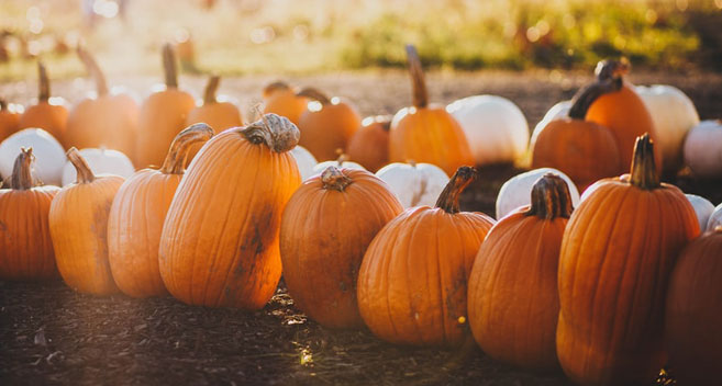 pick a pumpkin at Halloween
