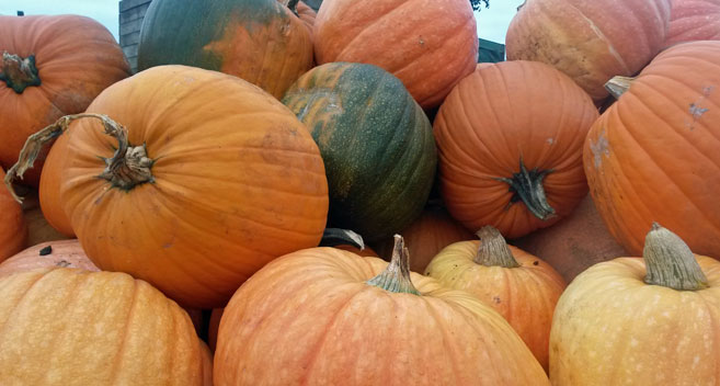 pumpkins