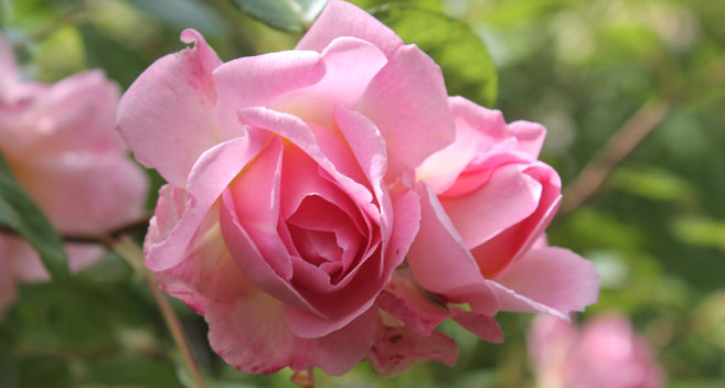 Roses, Abbey House Gardens