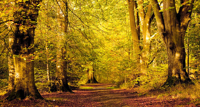 Savernake Forest in the Vale of Pewsey