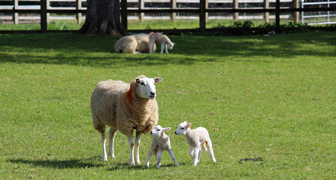 Sheep with two lambs