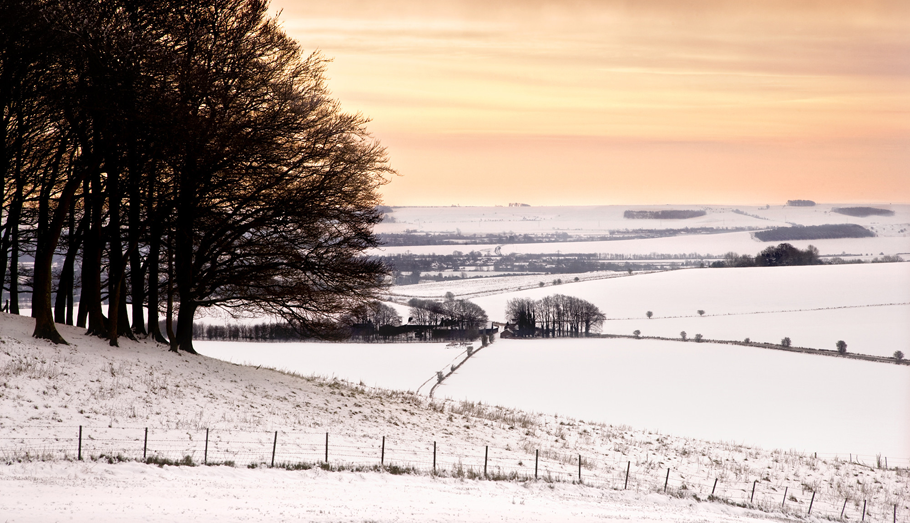 winter trees and snow covered fields