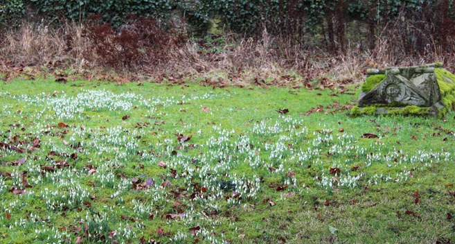 Snowdrops