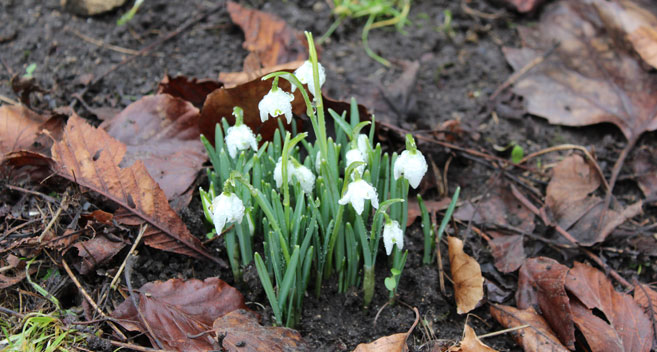 Snowdrops