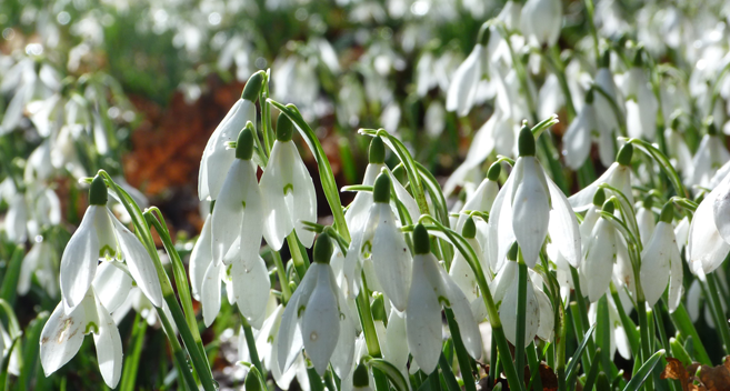 spring snowdrops at Westonbirt