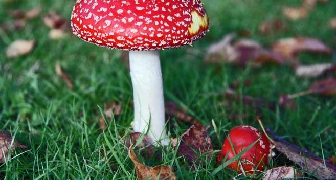 Mushroom at Bowood