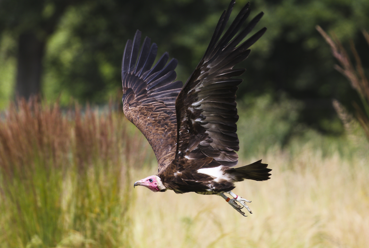 vulture flying