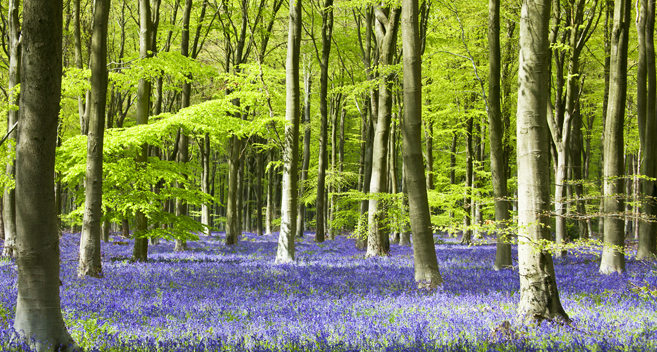 West Woods bluebell walk