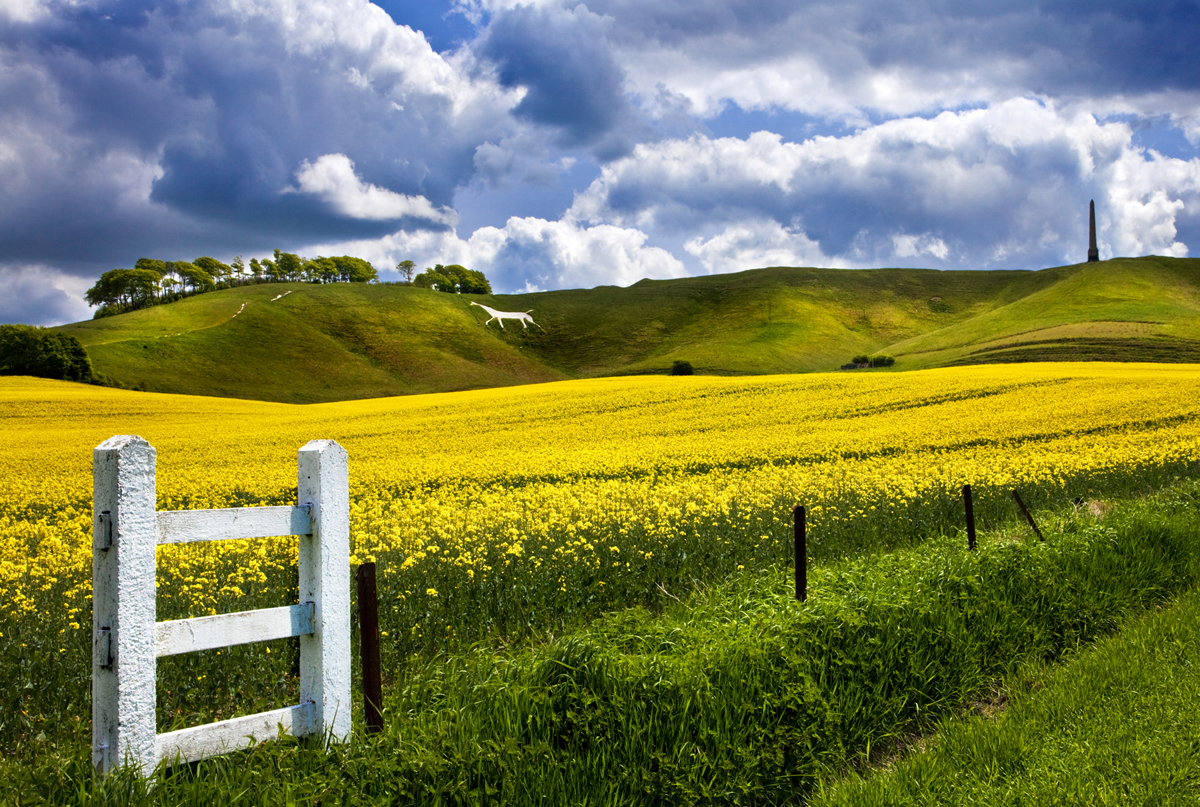 A field of bright flowers in front of one of Wiltshire's white horses