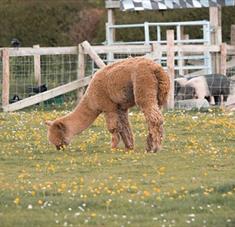 Cholderton Rare Breeds Farm - Alpaca