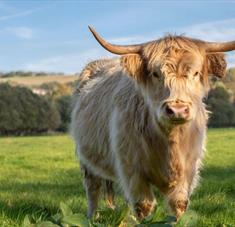 River Bourne Community Farm - Highland Cow