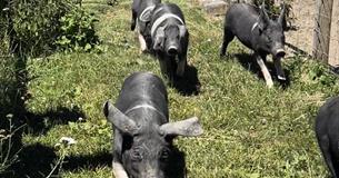 Summer Fun on the Farm