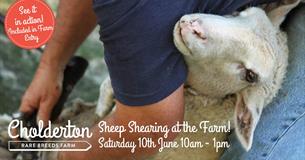 Annual Sheep Shearing Day