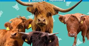 Highland Cow Day
