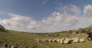 Sheepdog Trials