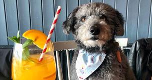 Puppy Love - Valentine's Pawty for animal lovers