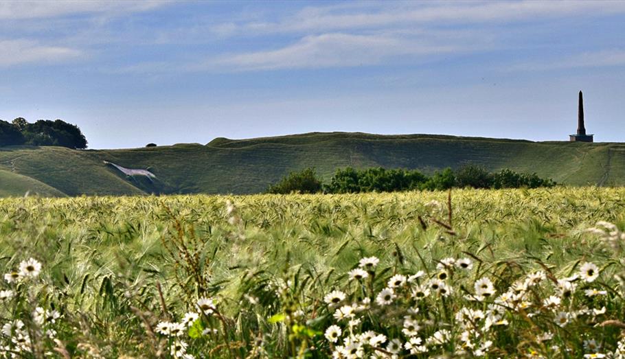 Cherhill White Horse and Lansdowne Monument Trail