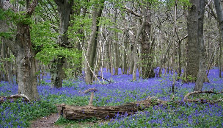 Coming of Spring - Salisbury Pilgrimage