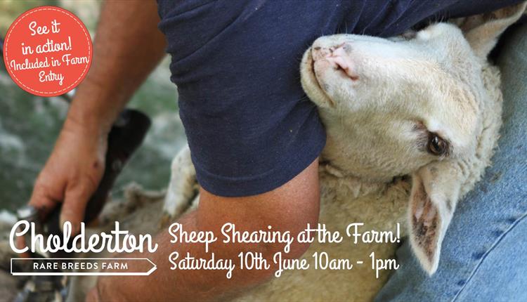 Annual Sheep Shearing Day