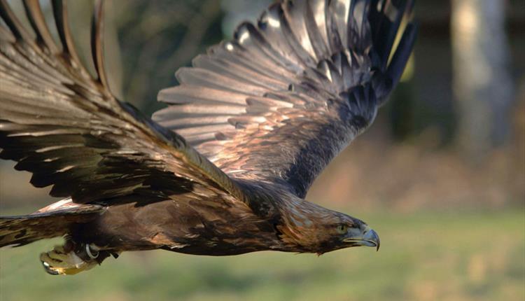 Forest Falconry