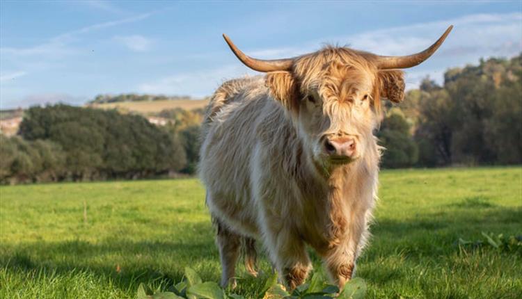 River Bourne Community Farm - Highland Cow