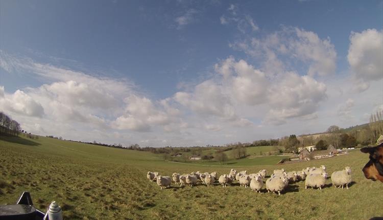 Sheepdog Trials