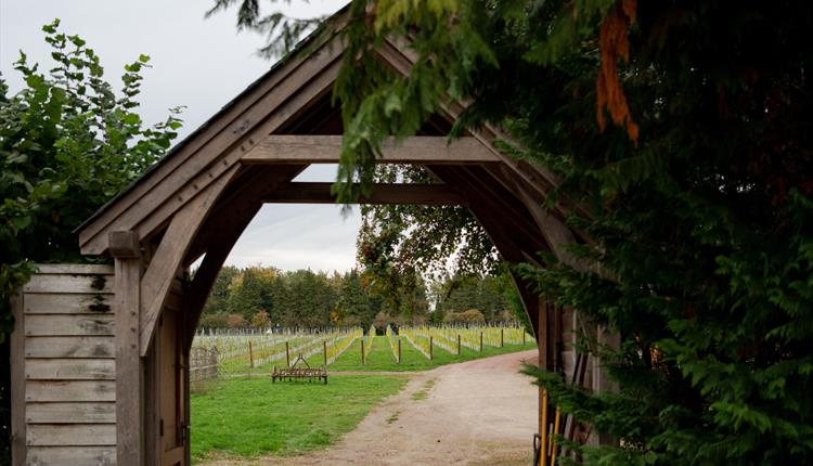 Liba Vineyard