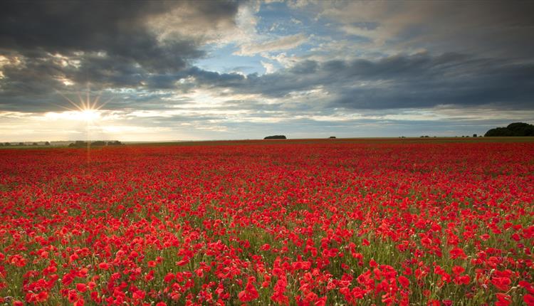 Salisbury Plain Safaris