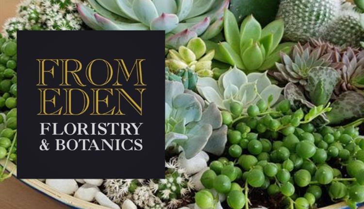 Indoor Succulent Gardens