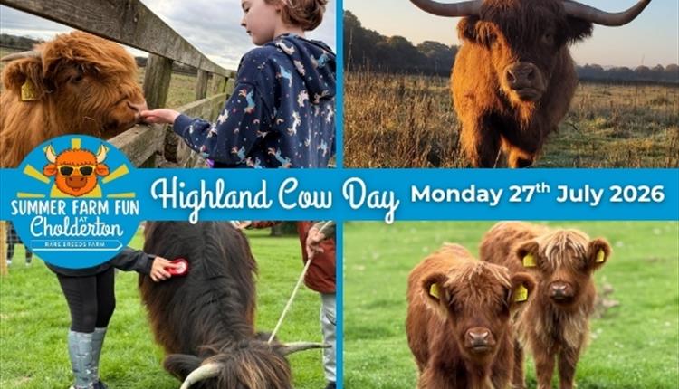 Highland Cow Day