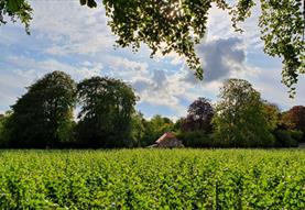 Vineyard with house in background