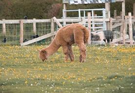 Cholderton Rare Breeds Farm - Alpaca