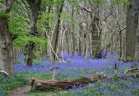 Coming of Spring - Salisbury Pilgrimage