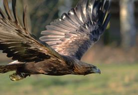 Forest Falconry