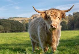 River Bourne Community Farm - Highland Cow