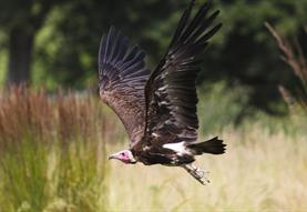 Hooded Vulture at the Hawk Conservancy Trust