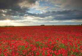 Salisbury Plain Safaris