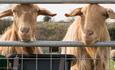 River Bourne Community Farm - Goats