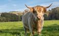 River Bourne Community Farm - Highland Cow