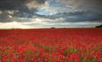 Salisbury Plain Safaris