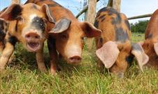 Cholderton Rare Breeds Farm - Pigs