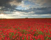 Salisbury Plain Safaris